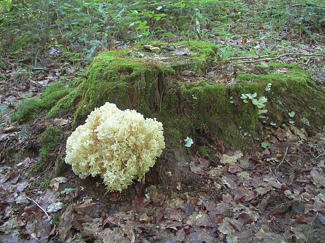 Funghi trasformisti , necrofili e sterili